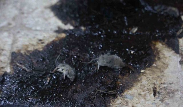 Kilis’te hijyen şartlarına aykırı üretim yapan işletmeye 105 bin TL ceza