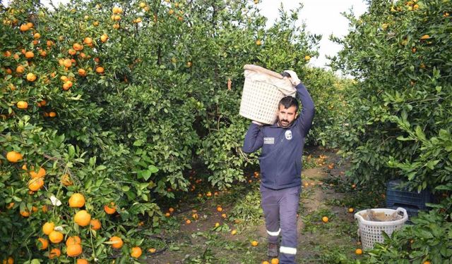 Kilogram fiyatı 2 TL’ye düşünce dalda çürümeye bırakılmıştı, 320 ton ürün vatandaşlara ücretsiz dağıtıldı