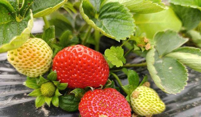 Köprübaşı’nda kış çileği 200 TL’den alıcı buluyor