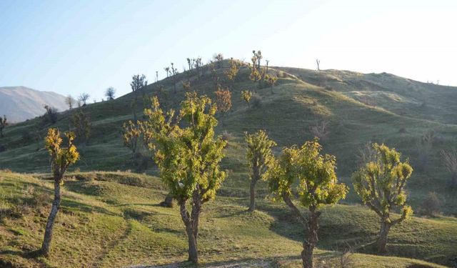Köylüleri şaşırtan olay: Meşeler kış kapıdayken yeniden yeşerdi