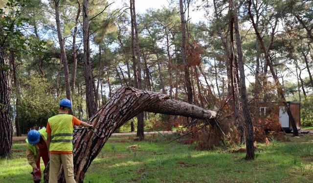 Kuruyan, risk oluşturan ve devrilen ağaçlar tespit ediliyor
