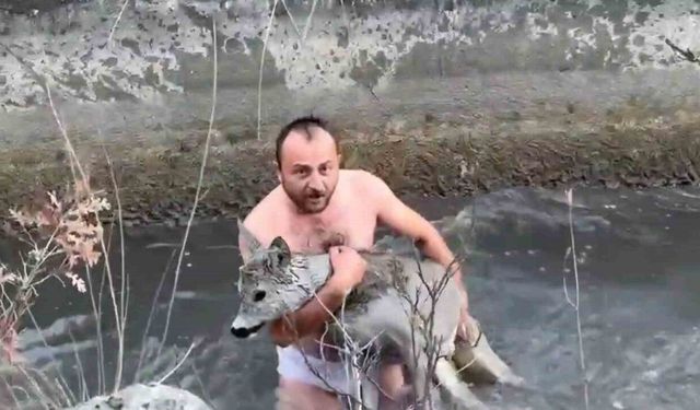 Kütahya’da su kanalına düşen karaca kurtarıldı