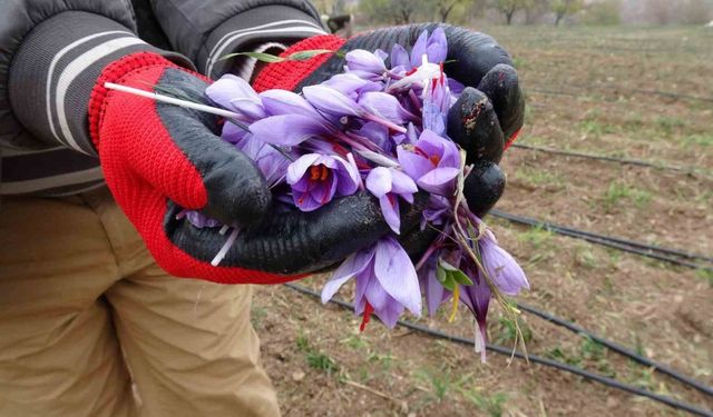 Malatya’da gramı 600 TL olan safran yok satıyor