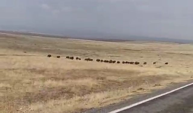 Malazgirt’te domuz sürüsü görüntülendi