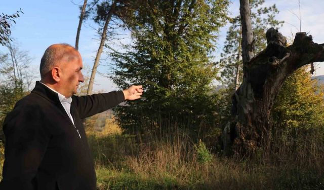 Maneviyat merkeziydi, otluk alana döndü: Mezarlıktan geriye çürümüş ağaç kaldı