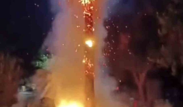 Mardin’de 15 yıllık palmiye ağacını ateşe verdiler