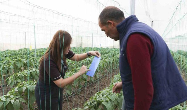 Mersin’de örtü altı üreticiye sera ipi ve tuzak desteği