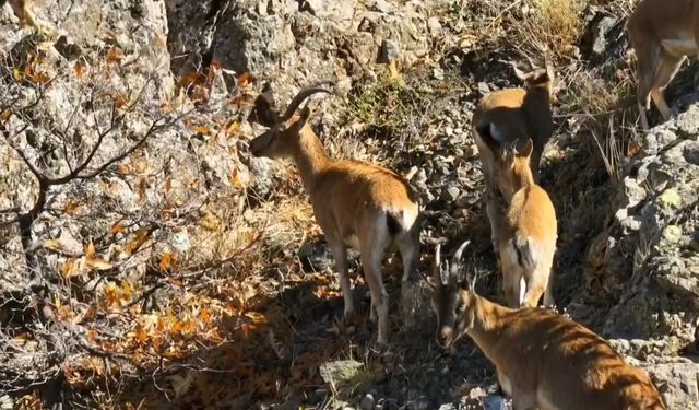 Munzur’un sarp kayalıklarında yaban keçileri