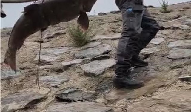 Nehirde yakalanan 60 kiloluk dev turna balığını, çam sırığına bağlayıp taşıdılar