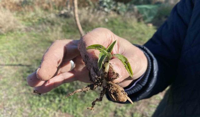 Nesli tükenme tehlikesi altında olan salep Eskişehir’de yeniden hayat buluyor