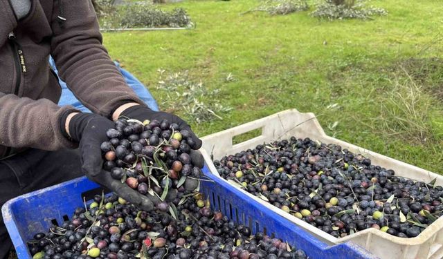 Orta Sakarya Vadisi’ndeki mikroklima etkisine sahip Osmaneli’nde zeytinler hasat sona erdi
