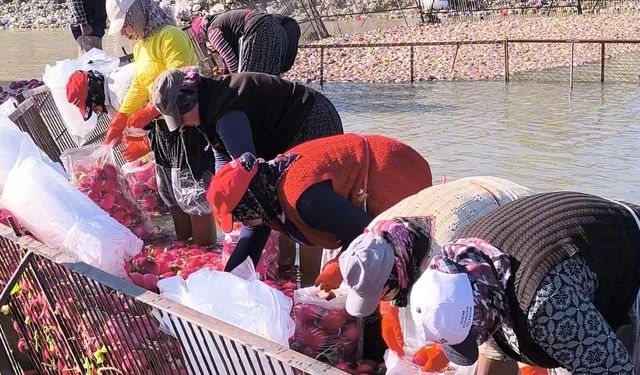 Osmaniye Kadirli’de turp mesaisi: Soğuk suda ekmek mücadelesi