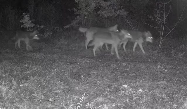 Ovacık’taki yaban hayatı kamerada