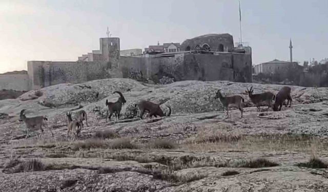 Sabah saatlerinde dağ keçileri sürü halinde ortaya çıktı