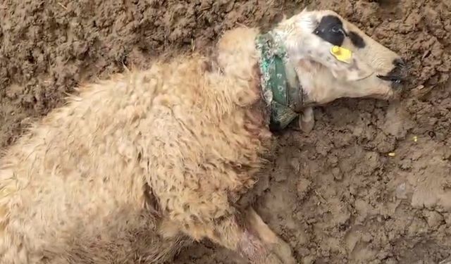 Şanlıurfa’da sürüye saldıran kurt 18 koyunu telef etti