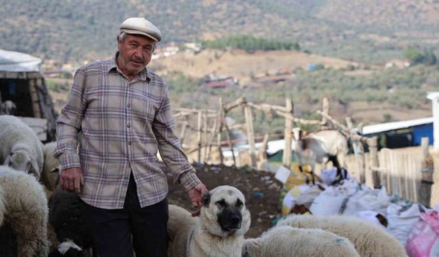 Şap karantinası meraları boşalttı
