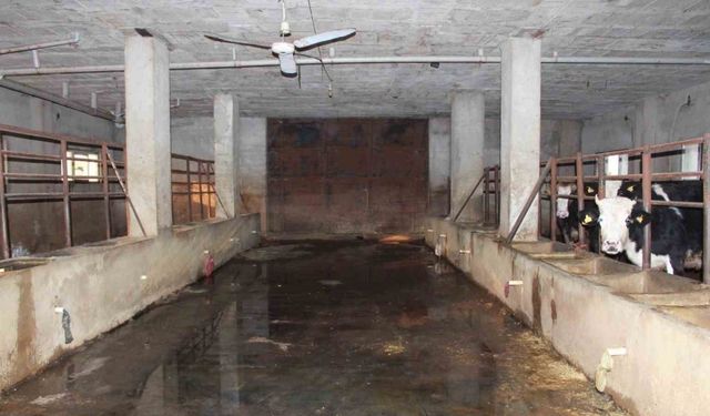 Siirt’te 3 buçuk ayda 54 büyükbaş hayvanı telef olan besicinin zararı 8 milyon lirayı buldu