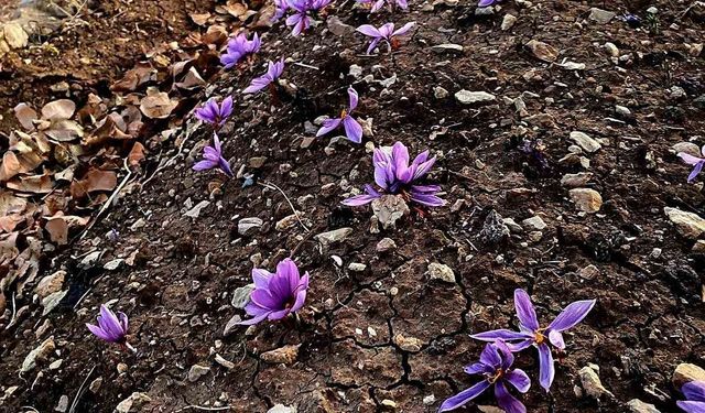 Siirt’te safran üretiminde ilk başarılı uygulama gerçekleştirildi