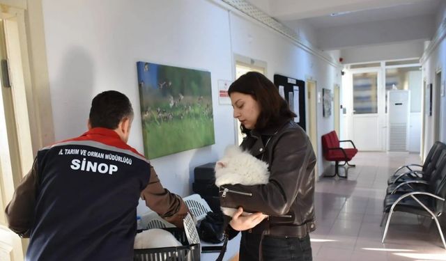 Sinop’ta hayvan kimliklendirme istatistikleri
