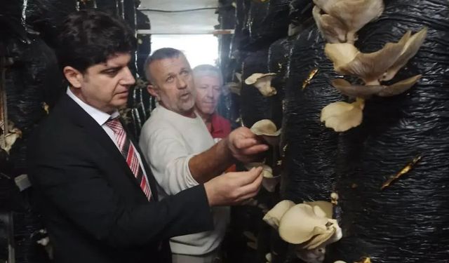 Sinop’ta mantar yetiştiriciliği eğitimi