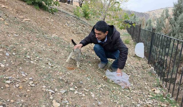 Siverek’te sahipsiz kedilere mama bırakıldı