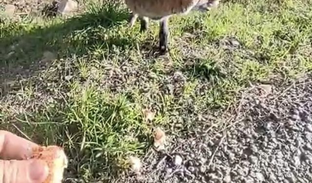 Tarihi Alan’da insanlara alışan tilki bölgenin maskotu oldu