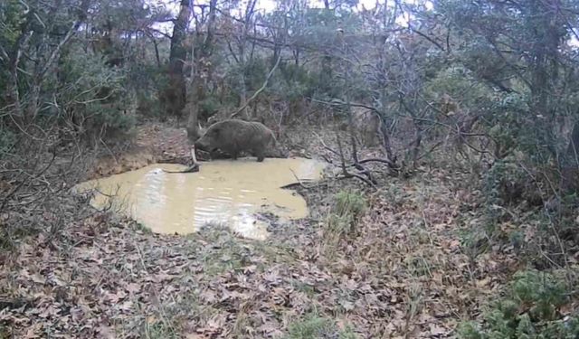 Tekirdağ’da domuz sürüsü görüntülendi