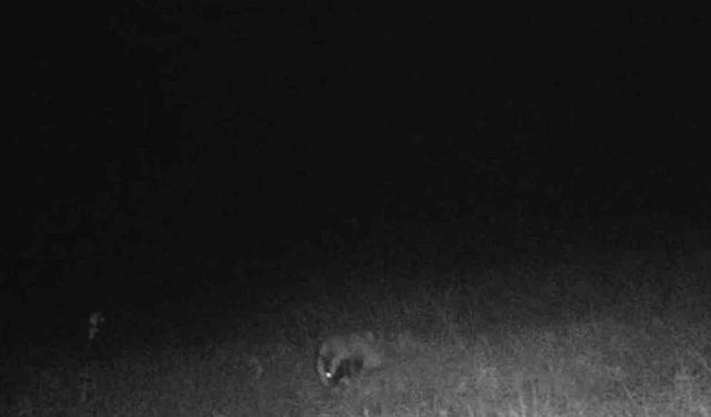 Tekirdağ’da porsuk ve kaya sansarı görüntülendi