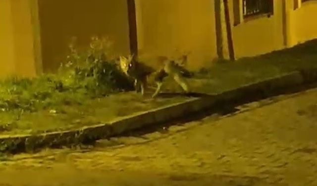 Tilkinin panik anları kameraya takıldı
