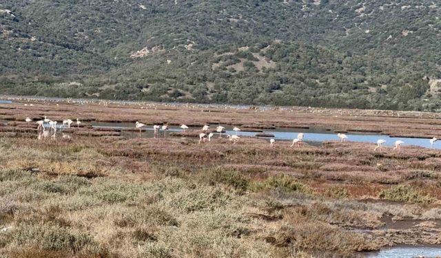 Tuzla Sulak Alanı flamingolarla renkleniyor