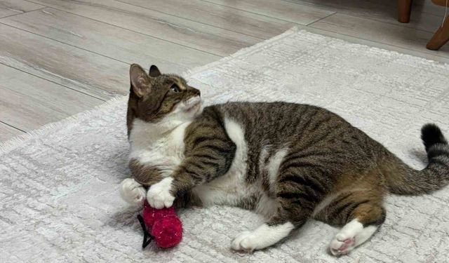 Uzmandan evcil hayvanlarda aşı uyarısı