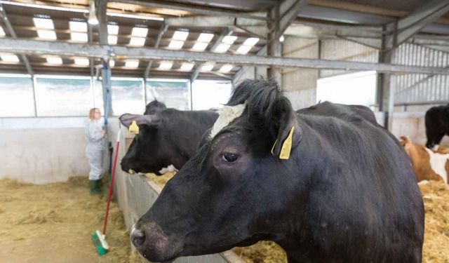 Uzmanlar şap hastalığına karşı alınması gereken önlemleri anlattı