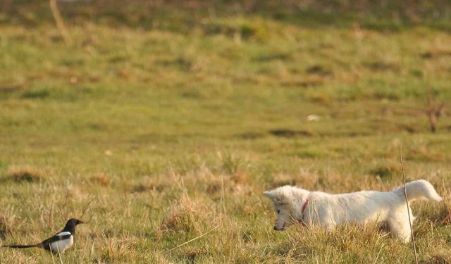 Van kedisine benzetti, fare avlayan köpek olduğu ortaya çıktı