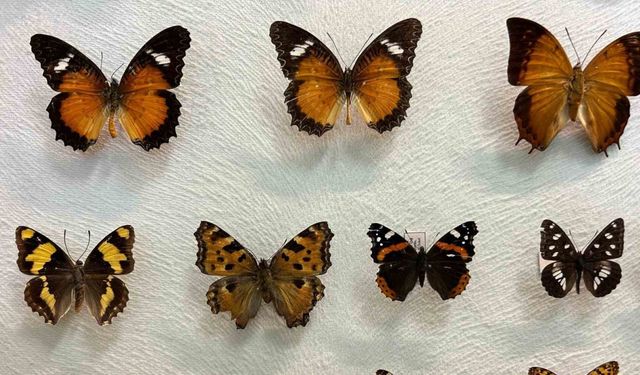 Van’da binlerce kelebeğin korunduğu araştırma koleksiyonu