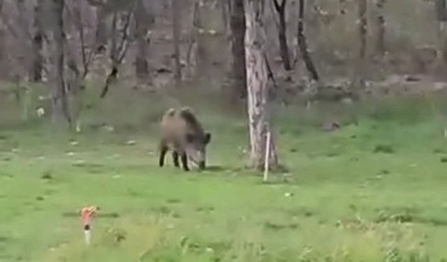 Yaban domuzu da üniversiteli oldu