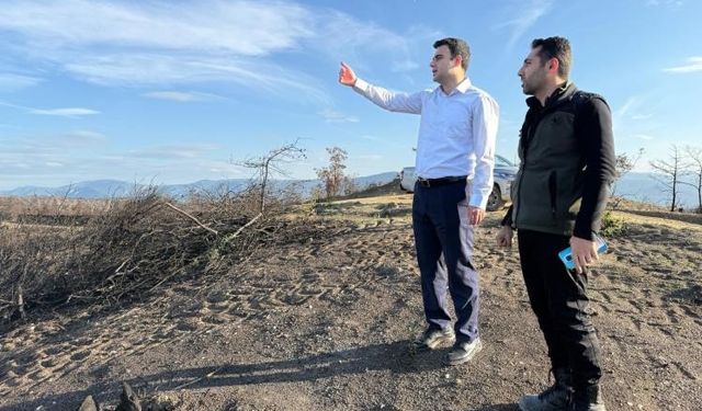 Yangın alanları yeşile bürünüyor