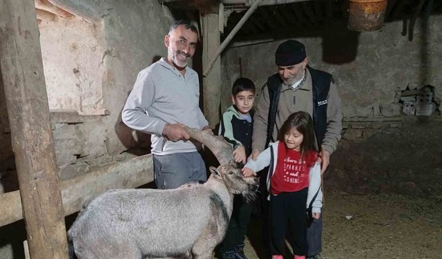 Yaralı halde buldukları dağ keçisine ‘Garip’ adını verdiler
