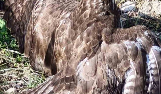 Yaralı şahin tedaviye alındı