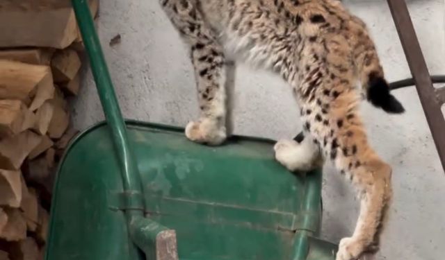 Yolunu şaşıran vaşak Torul ilçe merkezine indi