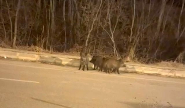 Yüksekova’nın farklı noktalarında domuz sürüleri görüntülendi