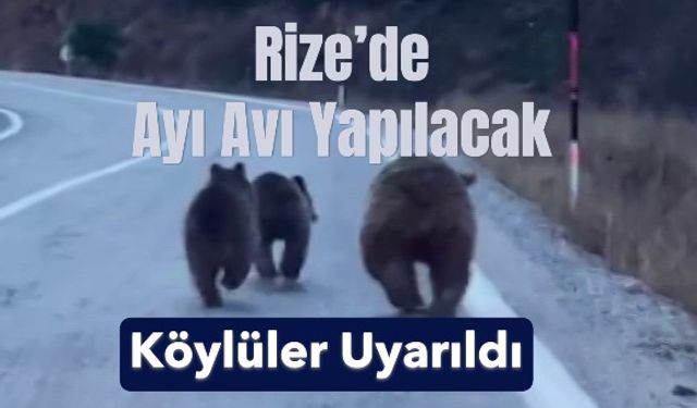 Rize’de Ayı Avı Yapılacak, Köylüler Uyarıldı
