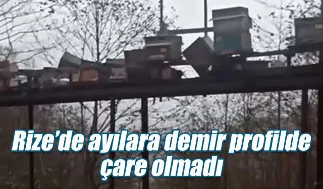 Rize’de ayılara demir profilli tezgah da çare olmadı