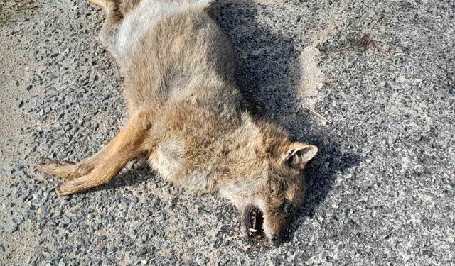 Aracın çarptığı tilki telef oldu