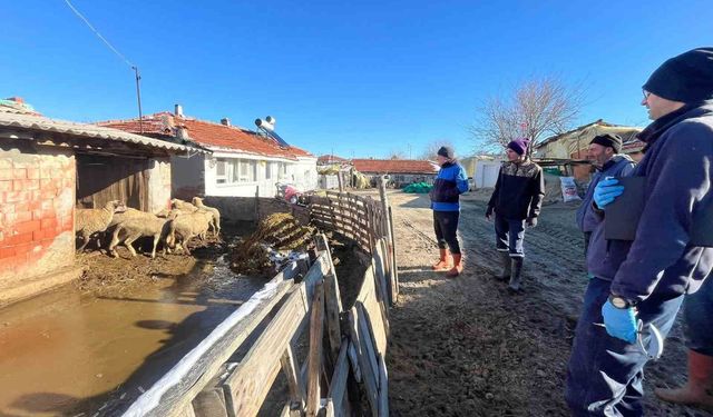 Aşı sırasında yeni doğan kuzu sevindirdi