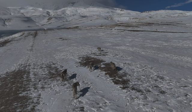 Aydınlar beldesinde kurt sürüsü görüntülendi