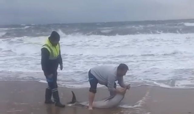 Ayvalık'ta karaya vuran yunusu vatandaşlar kurtardı