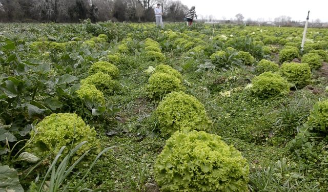 Bafra Ovası'nda 570 dekar alanda marul üretimi