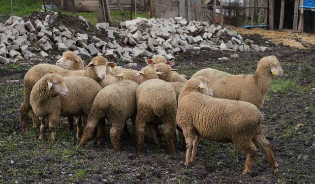 Balıkesir çiftçisine yüzde 100 hibeli damızlık desteği