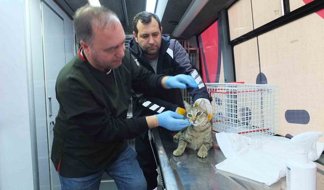 Balıkesir de sokak hayvanlarına ücretsiz tedavi desteği