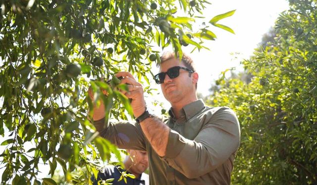 Bodrum Mandalini Türkiye'nin dört bir yanına ulaşıyor